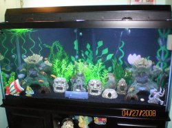 4-27-08 90 gallon african cichlid tank (2) - Copy.jpg