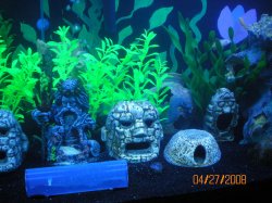 4-27-08 Middle of african cichlid tank - Copy.jpg