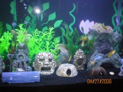 4-27-08 Right side of 90 gallon african cichlid tank - Copy.jpg