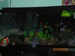 5-23-08 African Cichlid Tank - Copy.jpg