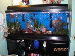 10-26-07 55gallon freshwater community sitting on 90gal. stand - Copy.jpg