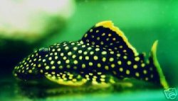 pleco.jpg