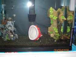 8-28-08 15 gallon aquarium - Copy.JPG