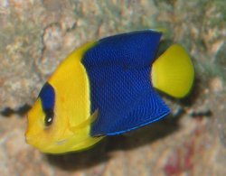 fish pic 7 (exotic fish).jpg