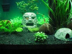 9-9-08 Bronze corys, Serpae Tetras, and black neon tetras - Copy.jpg