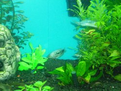 9-9-08 neon tetras and opaline gouramis - Copy.jpg