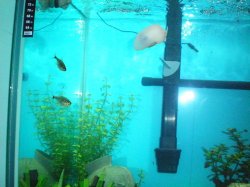 9-9-08 Red-Eyed tetras and golden mystery snail - Copy.jpg