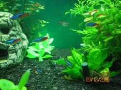 9-13-08 school of Neon Tetras (fl. neon tetra in back) - Copy.jpg