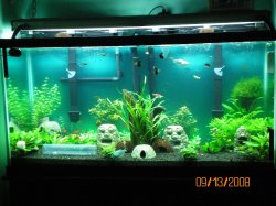 9-13-08 90 gallon aquarium after uv - Copy.jpg