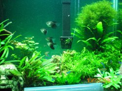 10-3-08 Black Skirt & Neon Tetras - Copy.jpg