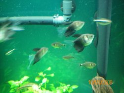 20-3-08 swimming black skirt tetras - Copy.jpg