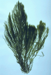 Bryopsis_plumosa_b.gif