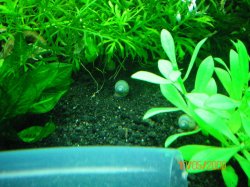 Mystery Snail Babies - Copy.jpg