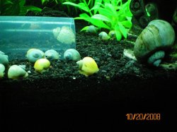 10-20-08 Ivory & Golden Mystery Snail Babies - Copy.jpg