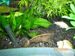 10-20-08 Bamboo shrimp & Albino Corydoras - Copy.jpg