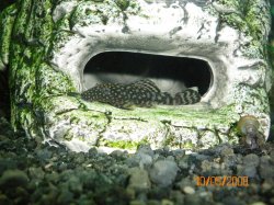 Baby Bristlenose Pleco - Copy.jpg