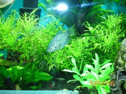 10-20-08 Blue Gourami & Wisteria - Copy.jpg