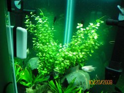 10-20-08 Platinum Gourami & Creeping Charlie - Copy.jpg