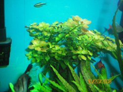 10-20-08 Ludwigia repens - Copy.jpg