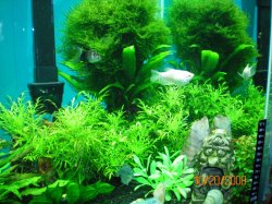 10-20-08 Moss Ball, Java Fern, Wisteria - Copy.jpg