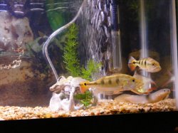 Fish Tanks 003.jpg