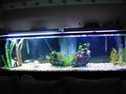 Fish Tanks 004.jpg