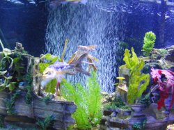 Fish Tanks 009.jpg