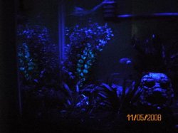 11-5-08 Left of 90g under lunar links - Copy.jpg