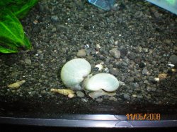 11-5-08 Ivory Mystery Snails - Copy.jpg