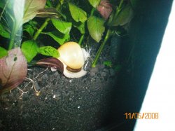 11-5-08 Golden Mystery Snail - Copy.jpg