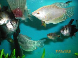 11-5-08 Platinum Gourami - Copy.jpg