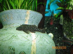 11-5-08 Bristlenose Pleco - Copy.jpg