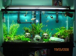 11-5-08 90g after re-scape - Copy.jpg