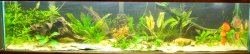 fishtankNewWood_0231.jpg