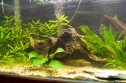 fishtankNewWood_0233.jpg