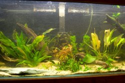 fishtankNewWood_0234.jpg