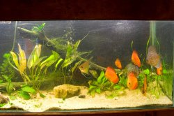 fishtankNewWood_0235.jpg