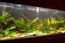 fishtankNewWood_0237.jpg