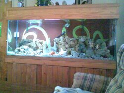 My fish tank.jpg