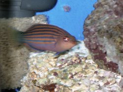 fish pic 5 (exotic fish).jpg