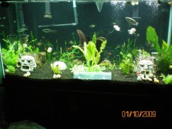 1-10-09 90g just planted freshwateraquarium.com order.jpg