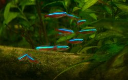 CardinalTetras.jpg