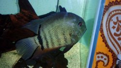 severum1.jpg