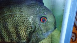 severum2.jpg