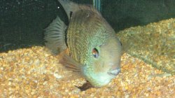 severum3.jpg