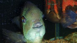 severum5.jpg