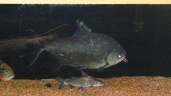 pacu1.jpg