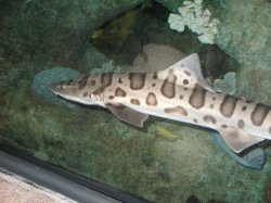 Leopard%20Shark%202.jpg