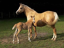 250px-Mare_and_foal_(Kvetina-Marie).jpg