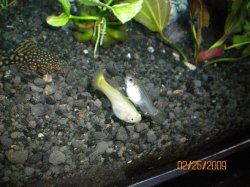 2-25-09 Very Pregnant Female Guppies.jpg